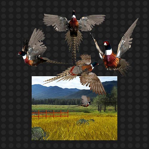 Ural Akyuz _ 3D ANIMATED MODEL OF PHEASANT. FOR COMPUTER GAME
